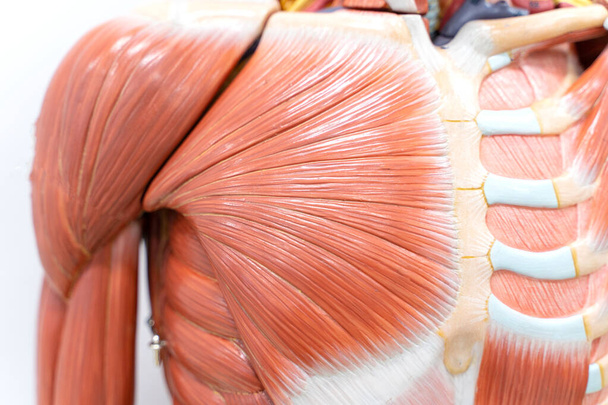 Músculos del hombro para la educación fisiológica. - Foto, Imagen