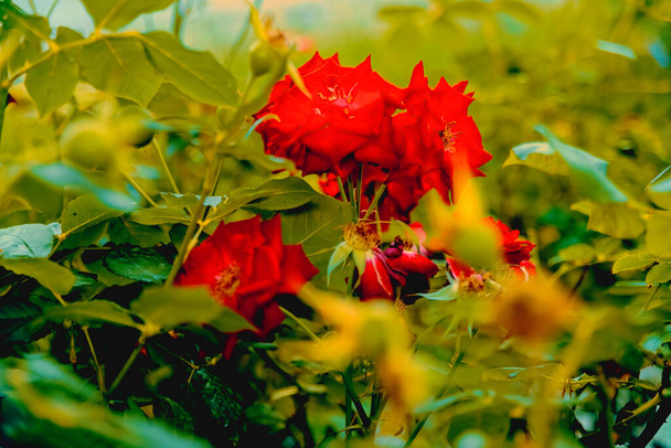 Rose e camomilla campo fiori confine. Bella scena della natura. - Foto, immagini