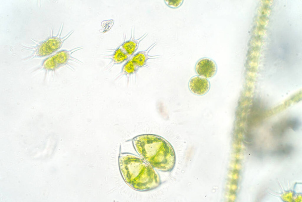 Freshwater aquatic plankton under microscope view in laboratory - Photo, Image