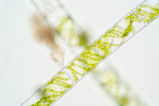 Спирогира - род нитевидных харофитовых зеленых водорослей, фитопланктон. - Фото, изображение