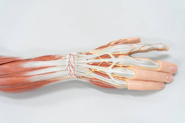 Mięśnie dłoni dla edukacji anatomicznej. Fizjologia człowieka. - Zdjęcie, obraz