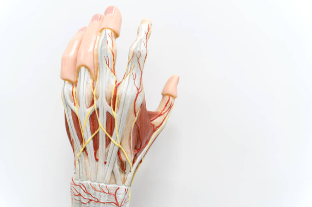 解剖学教育のための手のひらの手の筋肉。人間の生理学. - 写真・画像