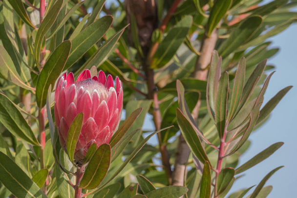 king protea plant with one flower growing outdoors - Photo, Image
