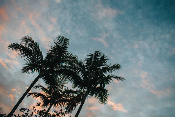 Tři palmy na modrém a oranžovém západu slunce s lehkými mraky na obloze - Fotografie, Obrázek