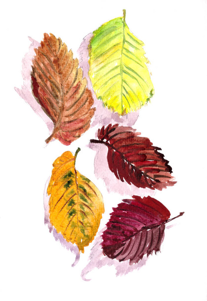 autumn herbarium, yellow red autumn elm leaves on a white background, watercolor pattern, botanical sketch. High quality illustration - Foto, Imagen