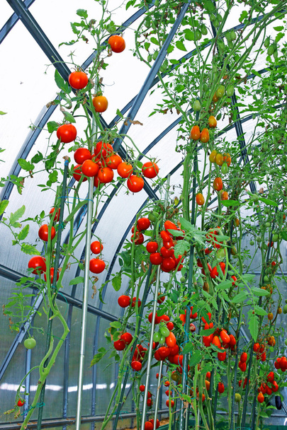 Red and green tomatoes in a greenhouse - Photo, Image