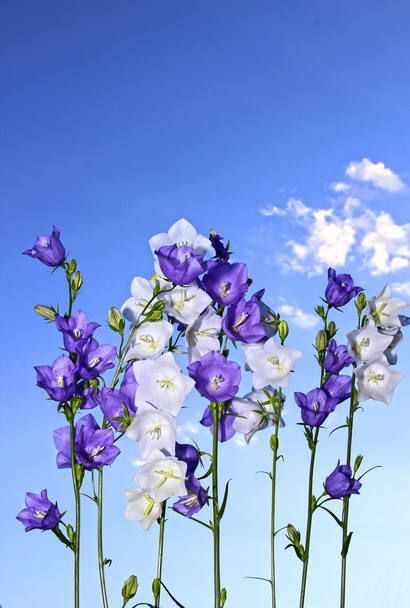 mehrere violette und weiße Glockenblumen - Foto, Bild