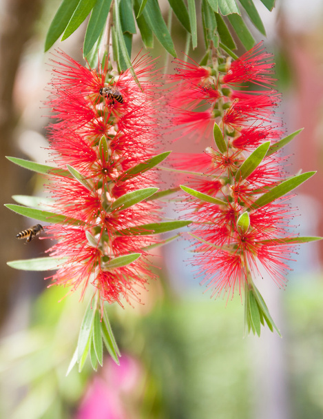 bee and red bottle-brush tree flower - Photo, Image