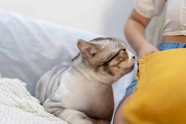 Η παχουλή χνουδωτή γάτα κάθεται δίπλα σε μια γυναίκα στον καναπέ. Μυρωδιά και όσφρηση ανθρώπων. - Φωτογραφία, εικόνα