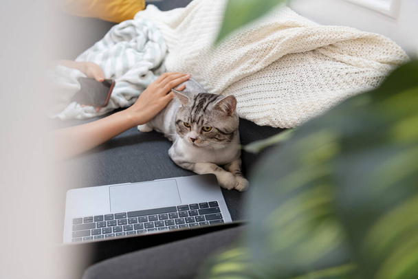 Puszysty kot odpoczywający na kanapie patrząc na ekran laptopa. - Zdjęcie, obraz