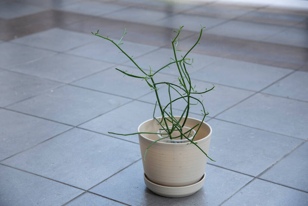 Nahaufnahme der Euphorbia tirucalli-Zimmerpflanze. - Foto, Bild