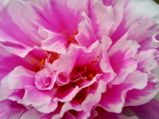 Portulaca virág, természetes háttérrel - Fotó, kép