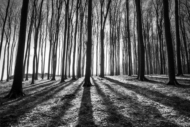Forêt d'hiver - Photo, image