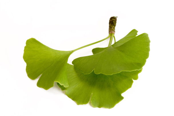 Trois feuilles de Ginkgo
 - Photo, image