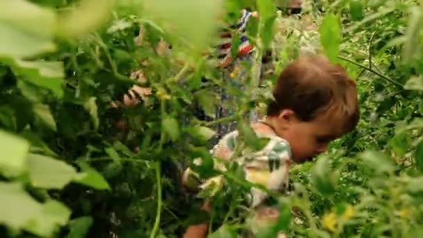 Мальчик среди растений в саду - Кадры, видео