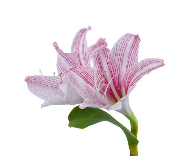 Flor rosa hippeastrum o amarilis aislada sobre fondo blanco - Foto, imagen