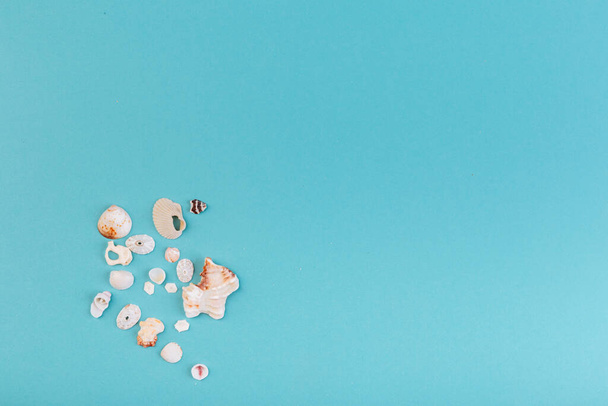 Macro of different kinds of seashells, corals in front of a blue background, isolated with a caption for text. Vacation concept. - Foto, afbeelding