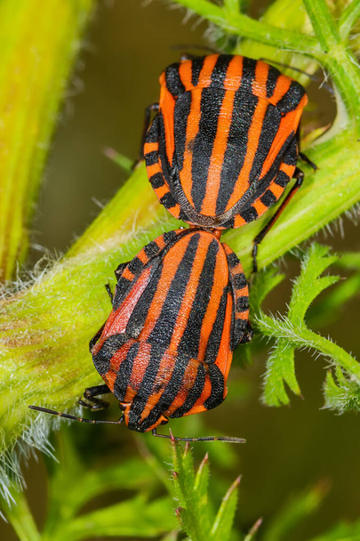 Mating insects. Summer time on a Field: Striped shield bug (Graphosoma lineatum) mating - Photo, Image