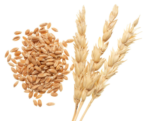 Wheat isolated on white background - Photo, Image