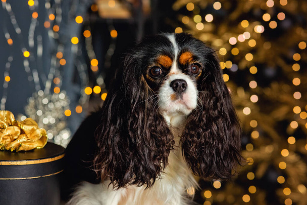 милая рождественская собака с подарками и украшениями на золотой елке с гирляндой огни. Король кавалеров Чарльз Спаниель празднует Новый год - Фото, изображение