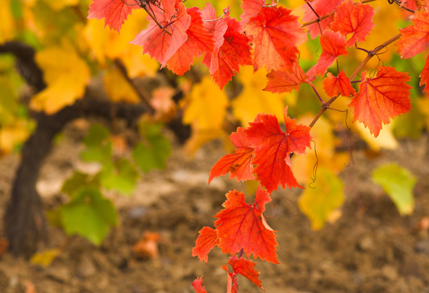 Autumn vineyard - Photo, Image
