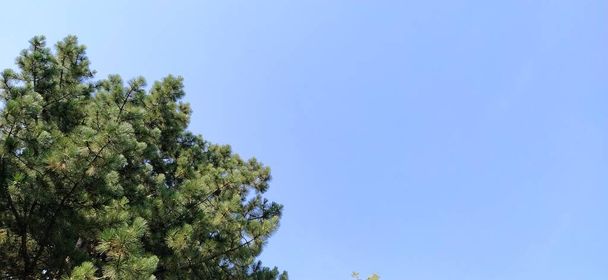 pine branches against the blue sky. Natural forest background. Free space for text. - Фото, изображение
