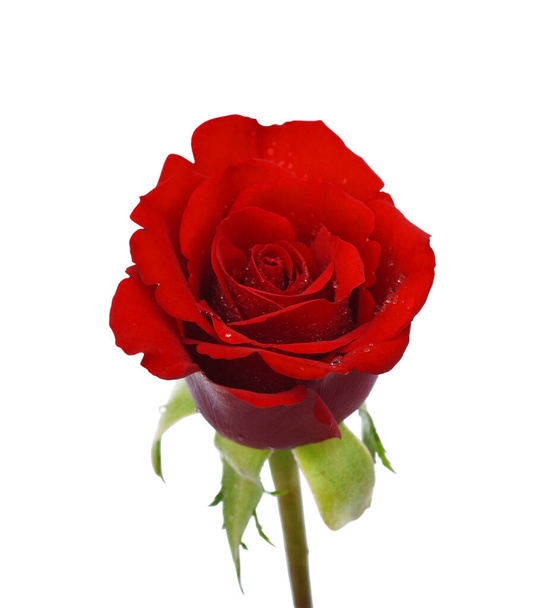 beautiful red rose flower isolated on white background - Photo, Image