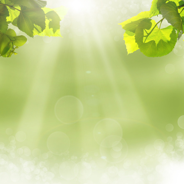 green leaves and sun on blue sky - Photo, Image