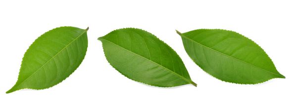 hoja de té verde aislada sobre fondo blanco - Foto, Imagen
