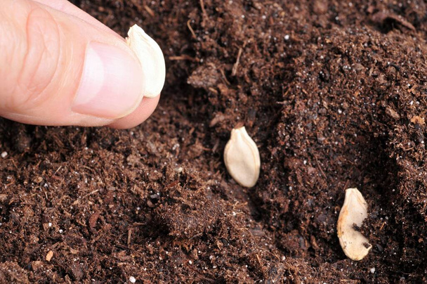 Siew nasion dyni w ziemi z bliska  - Zdjęcie, obraz