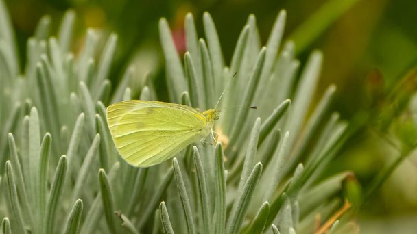 A pale clouded yellow butterfly on a flower - Photo, Image