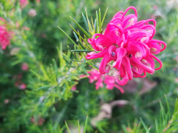 Flores de romero grevillea, Grevillea rosmarinifolia, arbusto ornamental - Foto, Imagen