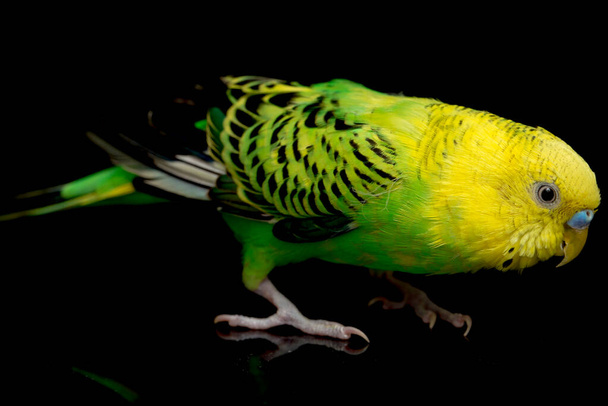 Papużki budgerigar bird (Melopsittacus undulatus) budgie izolowane na czarnym tle - Zdjęcie, obraz