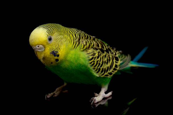 Parakeets budgerigar bird (Melopsittacus undulatus) budgie isolato su sfondo nero - Foto, immagini