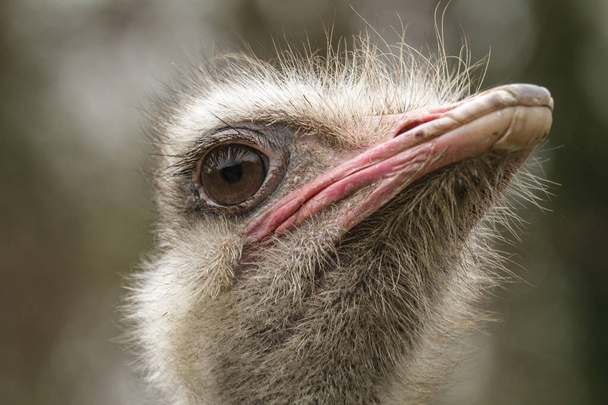 A closeup shot of a fuzzy ostrich face - Photo, Image