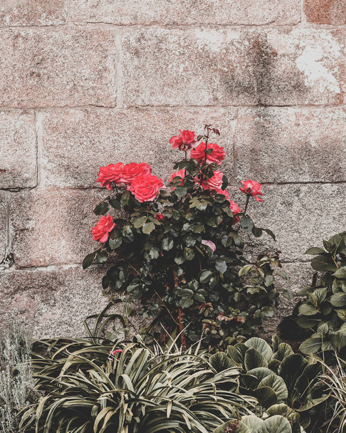 A beautiful shot of a red rose plant  on the brick wall background - Photo, image