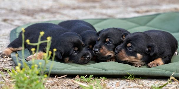 Filhotes de cachorro Jack Russell Terrier. Retrato de close-up, deite-se sobre um pano verde. Banner ou capa
. - Foto, Imagem