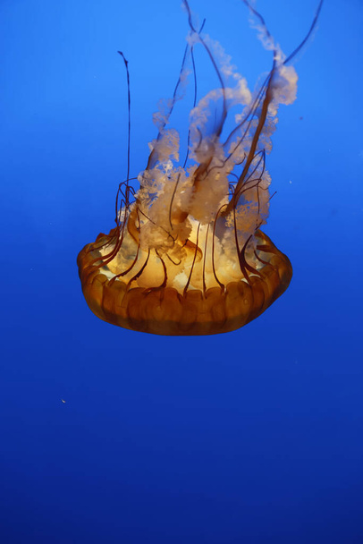 A selective focus shot of orange floating jellyfish in the ocean - Foto, Bild