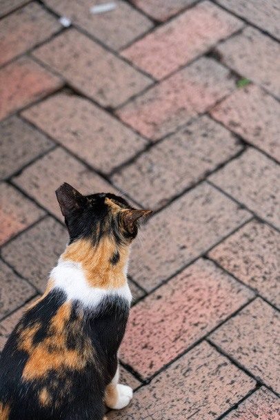 A vertical shot of a brown black and white mixed cat standing on a stone ground - Foto, Imagen