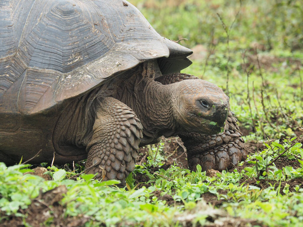 A selective focus shot of a big gray tortoise - Fotoğraf, Görsel