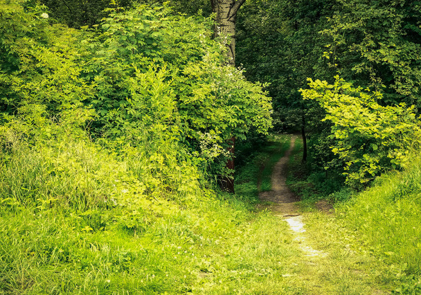 A small footpath leading to a green forest - Φωτογραφία, εικόνα