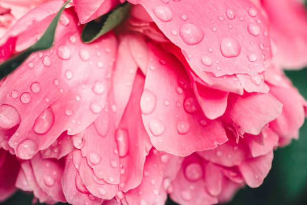 Pink peony flower with water drops. Close-up. - Фото, зображення