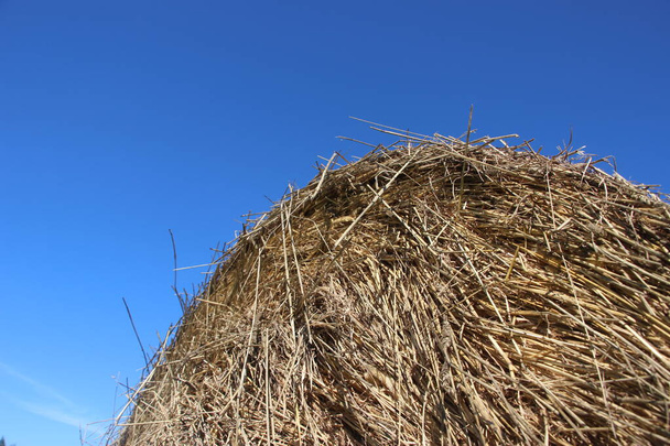 Golden dry hay under clear blue sky. Autumn harvest concept. - Photo, Image