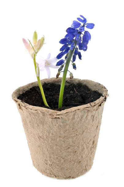 Fiber flowerpot with flowers close-up on white background  - Photo, Image