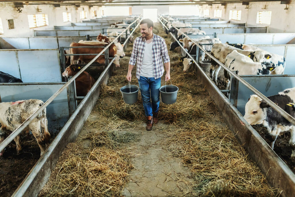 Longitud completa de granjero caucásico guapo en camisa a cuadros y vaqueros sosteniendo cubos en las manos con comida animal. Interior estable. - Foto, Imagen