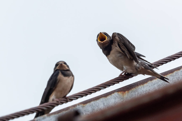 Die ausgewachsene Schwalbe (Hirundo rustica) füttert eine junge Schwalbe auf dem Dach. - Foto, Bild