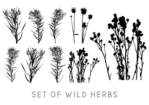 Set di silhouette di erbe selvatiche isolate su sfondo bianco - oggetti vettoriali per il design estivo naturale - Vettoriali, immagini