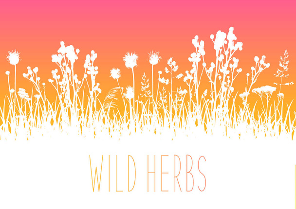 Wild herbs white silhouettes border - vector background for natural summer design - Vector, Image