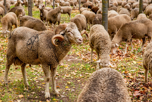 Стадо овец, поедающих траву - Фото, изображение