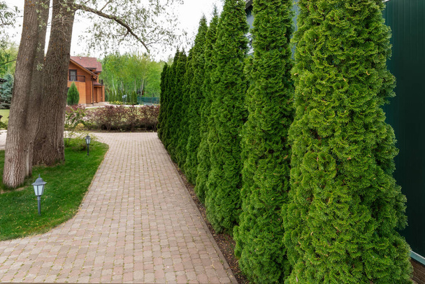 Row of tall evergreen thuja occidentalis trees green hedge fence along path at countryside cottage backyard. Landscaping design, topiary and maintenace - Photo, Image